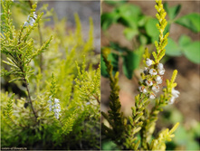 ����� Cottswood Gold-1,86