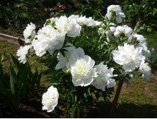 ����� �� ����� (��-�����)