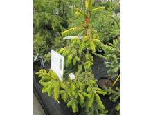 ���� �����3600