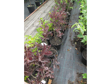 ������ ���� ��� 460