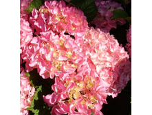 ��������� ������������ 144