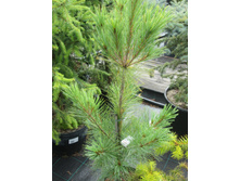 ����� ����������� ����� ���� 2300