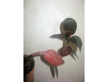 ������� Red Velvet