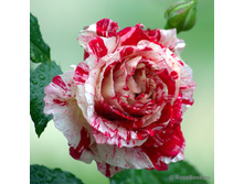 Broceliande -7,74.jpg