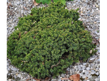 ��� Echiniformis 20-25cm C2-19,41.jpg