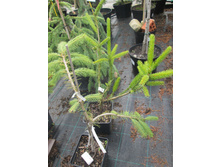 ��� ���������� ��� ����900-��� �������� ������1200