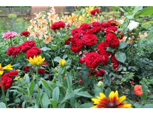 Coeurs de Vendee-7,61.jpg