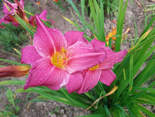 �������� ������ ���� (Hemerocallis Summer Wine)