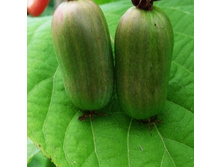 ��������� ��������� ������������-222