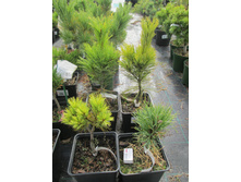 �.������� �������.����������1700-�.���� ���� ������1500-�.����.�����.���������1700