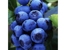 �������� �������.-222