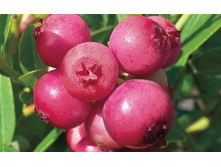 �������� ���� �������.-164