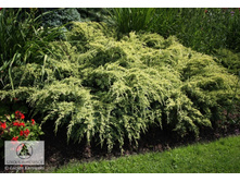 ������������ Dream Joy 22-25cm C3-10,75