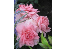 You're Beautiful-10,80.jpg