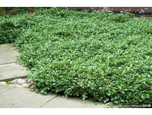 ��������� �������-121