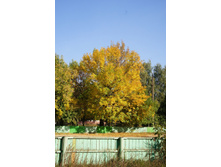 DSC07287.JPG