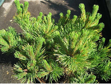 ����� mugo Little Gold Star 20-25cm Co-4-28,26.jpg