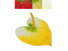 406/0081R ������ ���������