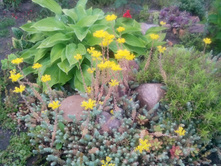 IMG 20150625 193633.jpg