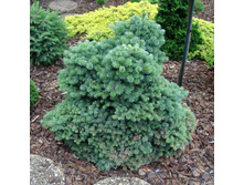 ����� Blauer Eskimo 15-20cm C3-24,53.jpg