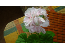 ���������� Rose of Amsterdam