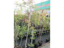 ���.���.����1500