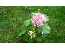 Sutarves Klara San(�������)