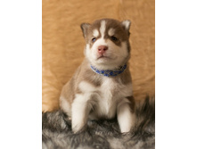 №3 �������