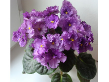 ������� �����