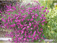 ����� ��������������� ����� ����