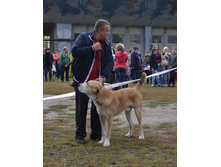 ������ ������