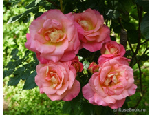 Inspiration 9,89.jpg