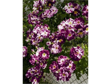 Purple Splash-750�