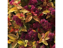 ������ �������� ��������.-122