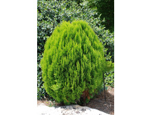 ��� Morgan 20-25cm C2-4-11,04.jpg