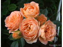 Sweet Dream-10,80.jpg