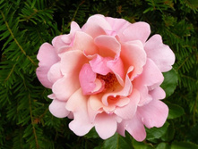 Valentine Heart 10,8.jpg