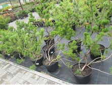 ����� ������ ����� 1500