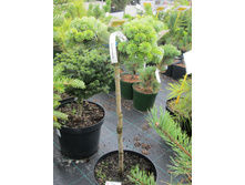 ����� ���� ������� 3200