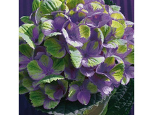 ��������� �������� ������� ��� -467