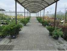 ������������� ���������� 3900