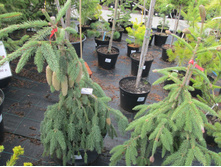 ��������2900