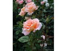 King's Macc-10,8.jpg