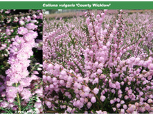 Calluna Country Wicklow-1,61