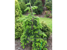 ����� veitchii Pendula 40-50cm Co-5-35,60.jpg