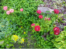 IMG 20150628 173921.jpg