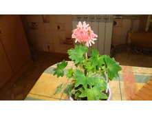 ���������� Priory Salmon (�������)