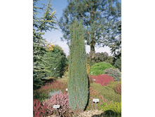 ������������ Rakete 40-50�� C3/4-16,82