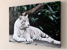 ����� ����.jpg