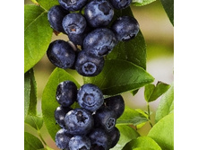 �������� ����������.-179